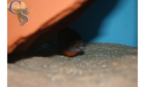 Iodotropheus sprengerae